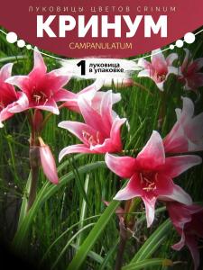 Кринум Campanulatum 1 Луковица